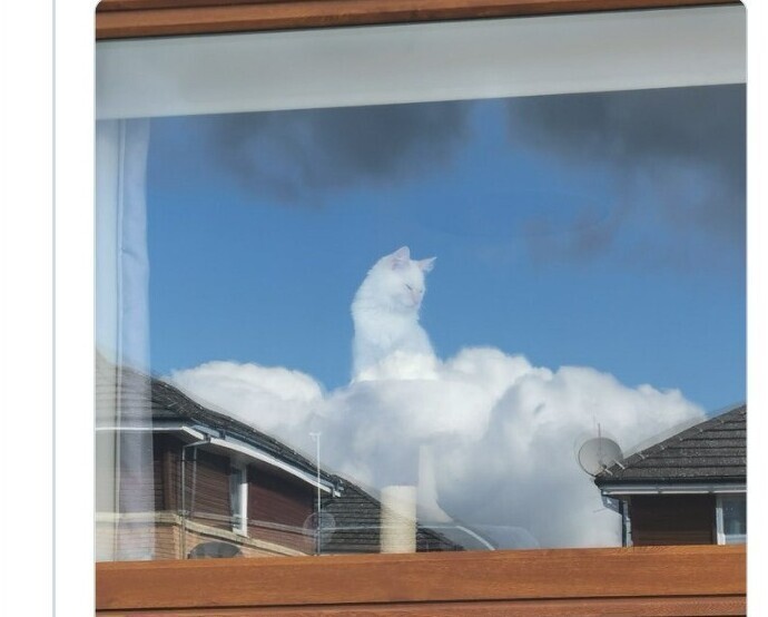 Облачный кот