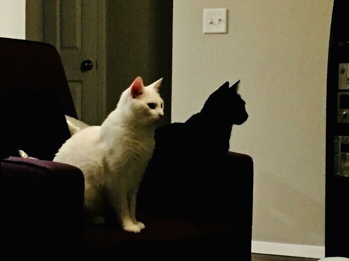 Это два кота, а не кот и его тень