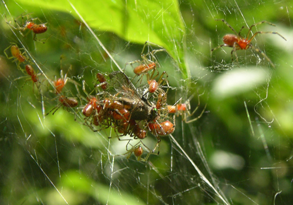 Анелозимус эксимиус: пауки плетут сети размером однокомнатную квартиру