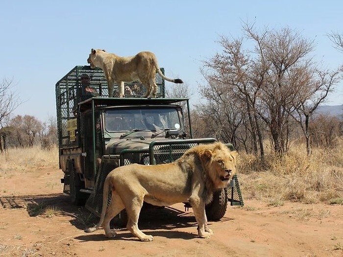 Необычное сафари: в африканском заповеднике львов кормят на клетке, в которой сидят люди