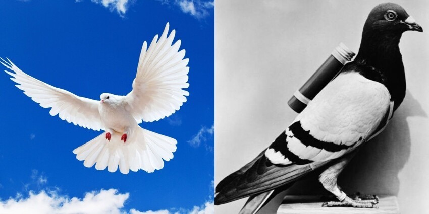 Птица мира на страже мира