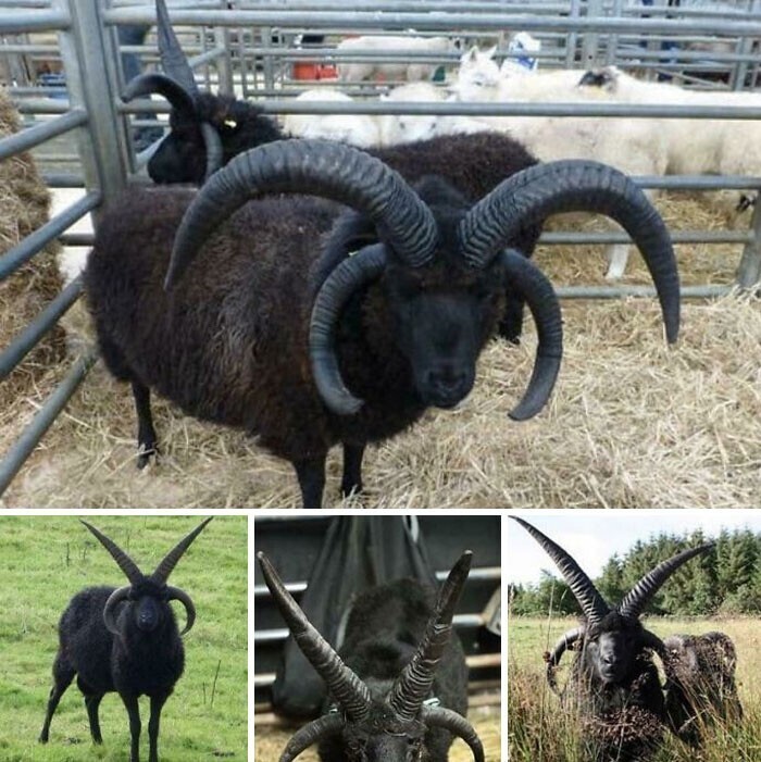 Гебридская овца - порода мелких черных овец из Шотландии с двумя парами рогов