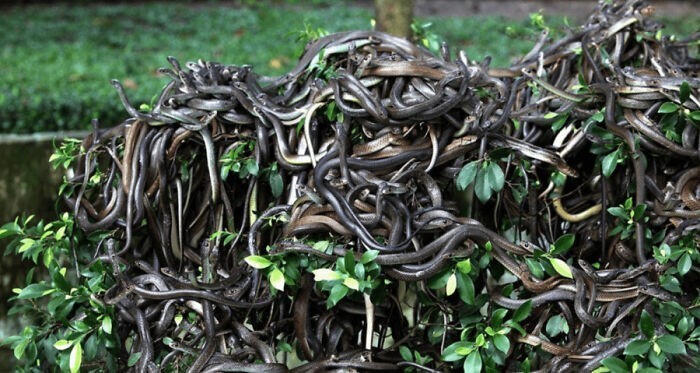 26. "Змеиный остров", запретный остров на побережье Бразилии, где обитает более 2000 смертоносных змей вида "островной ботропс"