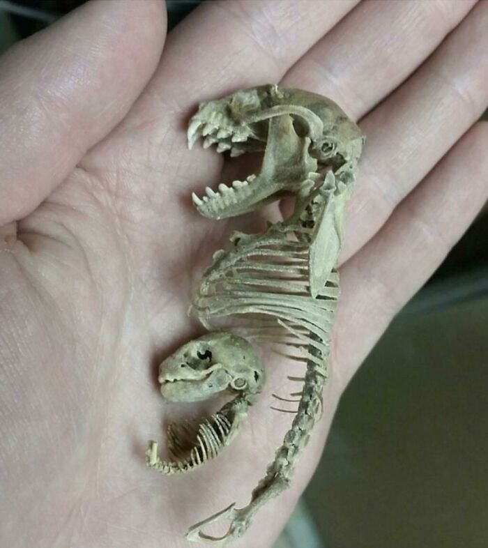 3. Скелет беременной летучей лисицы