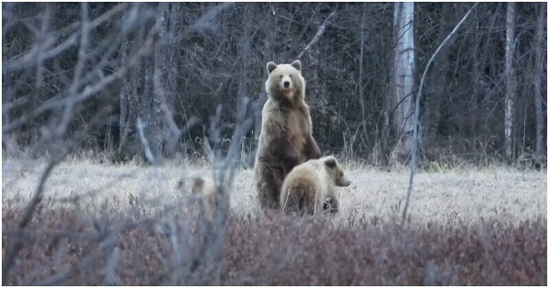 Внезапная встреча мужчины с медведицей и медвежатами