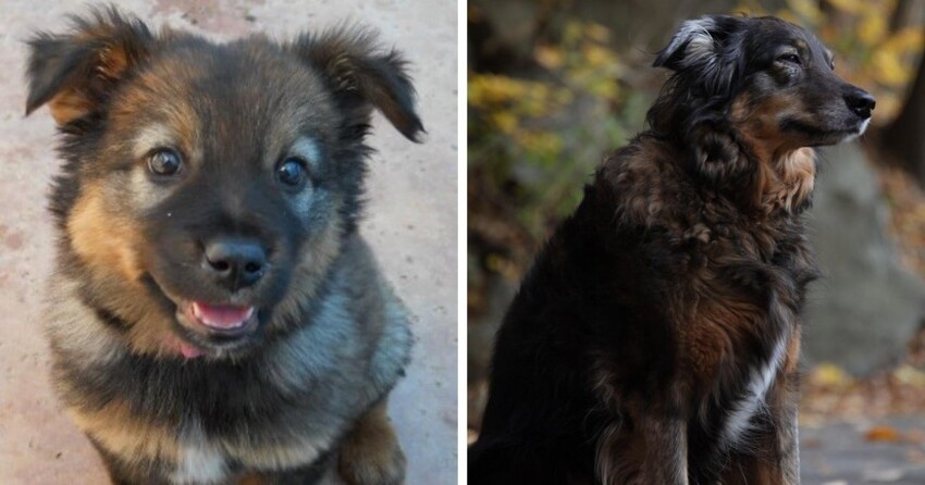 16 фотосравнений, которые показывают, как быстро растут и меняются собаки
