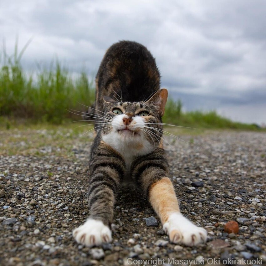 17 работ японского фотографа, который лучше всех в мире умеет снимать уличных котов