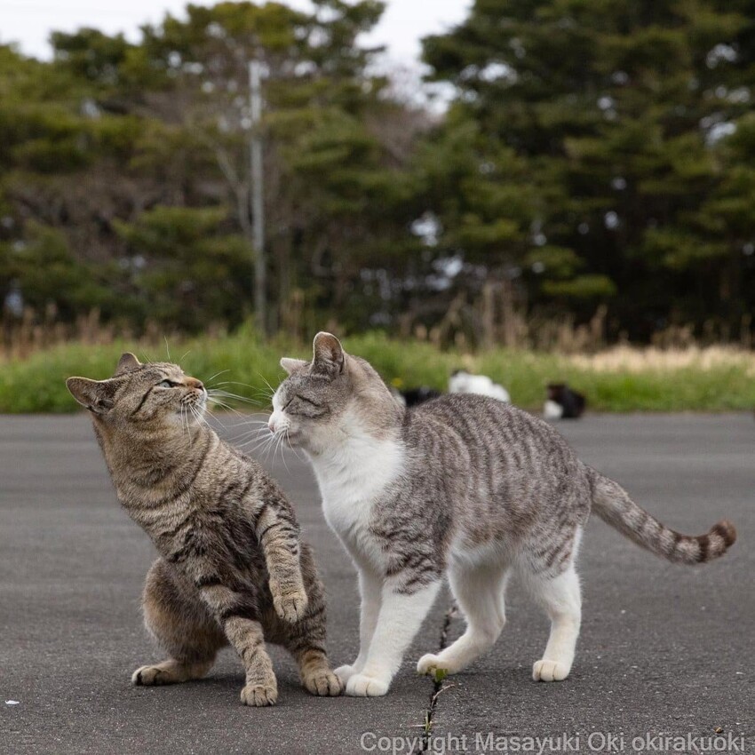 17 работ японского фотографа, который лучше всех в мире умеет снимать уличных котов