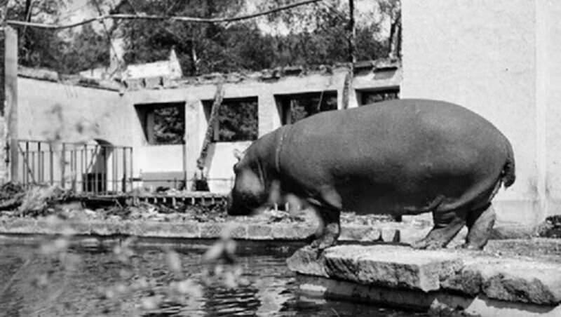 Животные Берлинского зоопарка во время Второй мировой войны