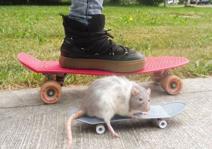 Мини-скейтборд для крысы