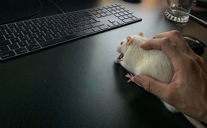 Замена компьютерной мыши