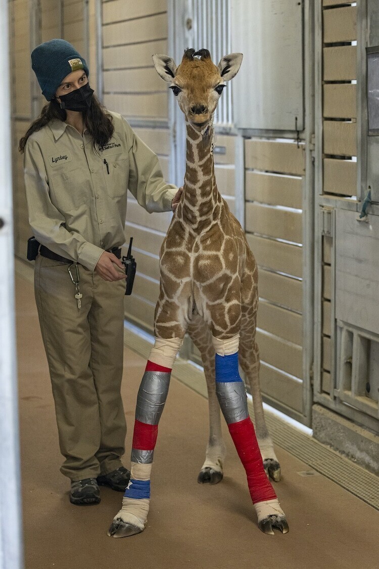 Команда врачей спасла маленького жирафа, вылечив ему ноги
