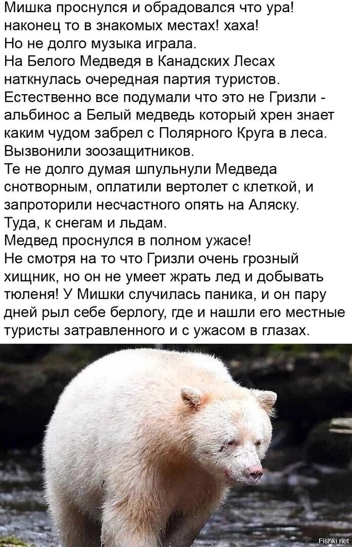 Невероятные приключения белого медведя, хотя нет, не белого…