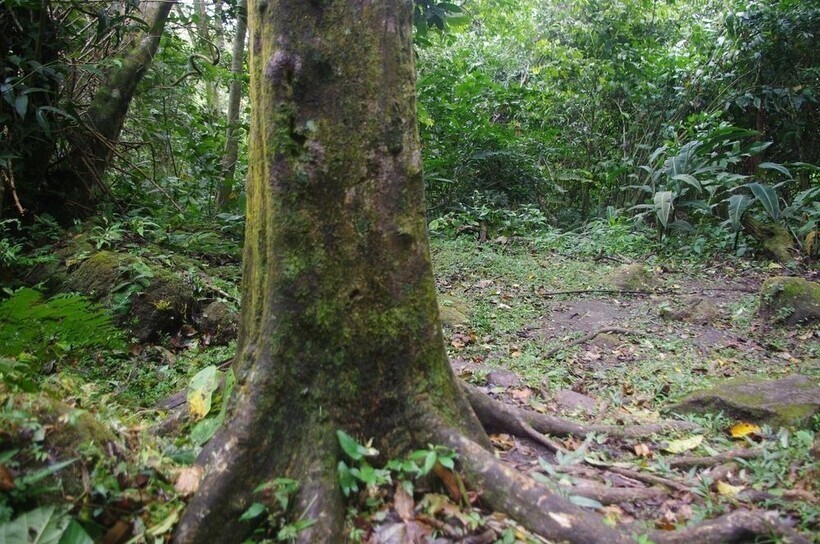 Деревья квадратной формы в панамской деревушке