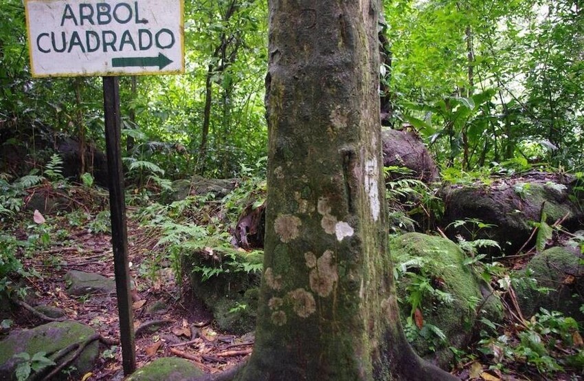 Деревья квадратной формы в панамской деревушке