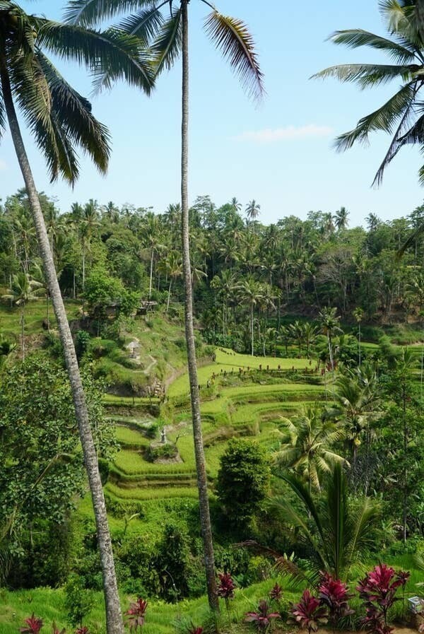 Рисовые террасы Тегалаланг, Бали