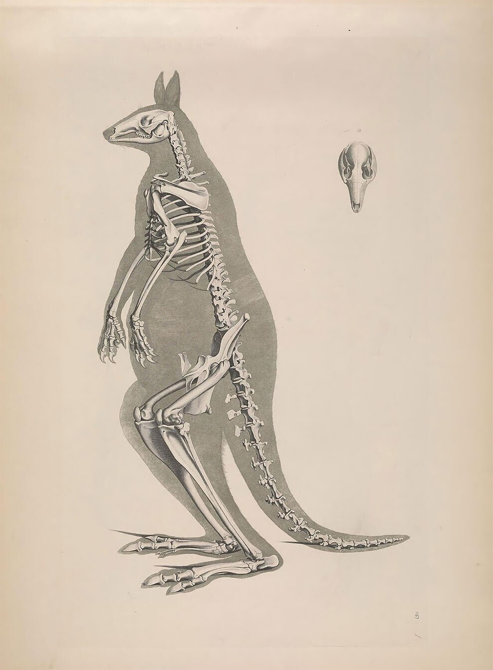 Скелет кенгуру