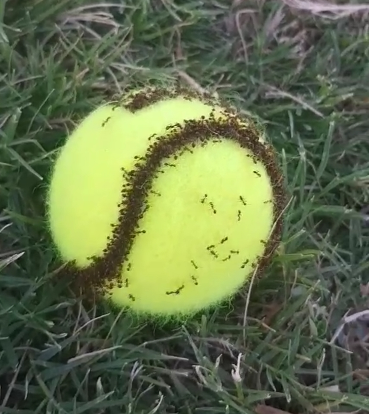 27. "Эти муравьи поселились на теннисном мяче"