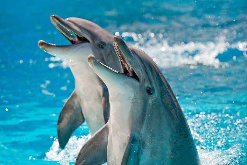 Встретились как-то два дельфина: какие диалекты существуют среди дельфинов