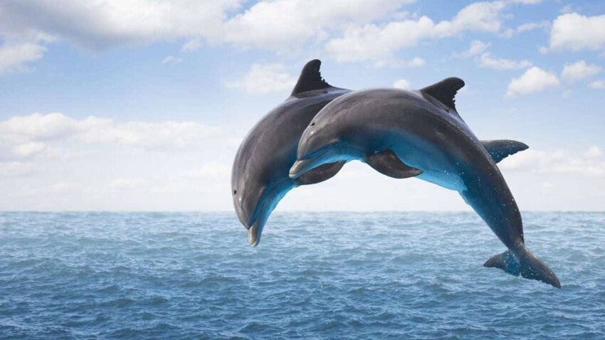 Встретились как-то два дельфина: какие диалекты существуют среди дельфинов