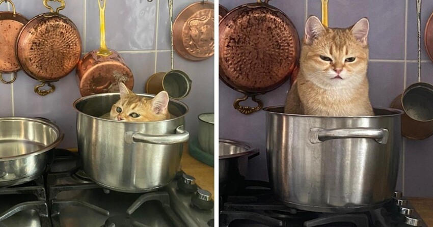 20 снимков котов, обнаруженных там, где их меньше всего ожидали застать
