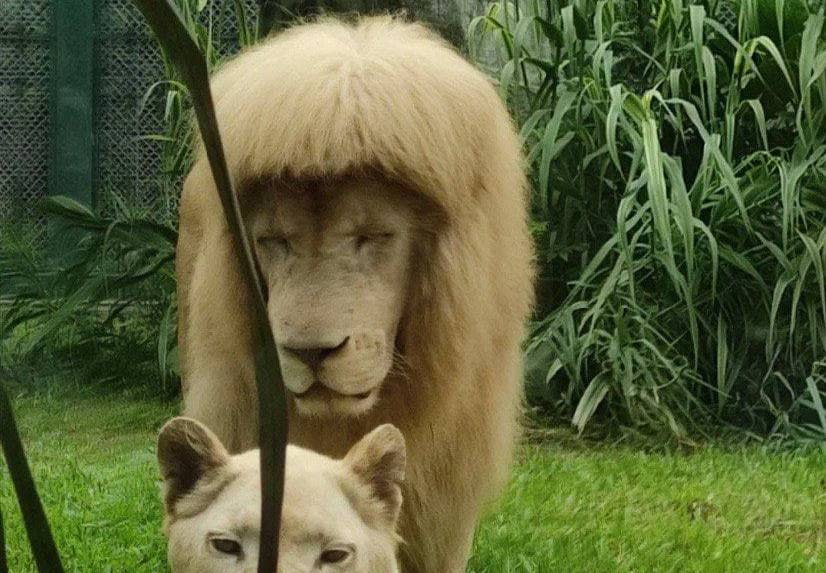 Лев с лоховской причёской покорил соцсети
