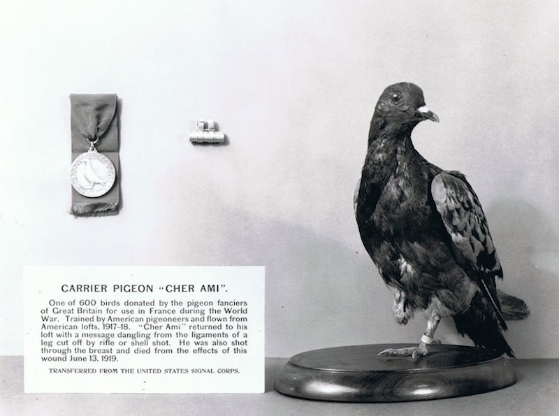 Шер-Ами: героический голубь, который получил высшую воинскую награду