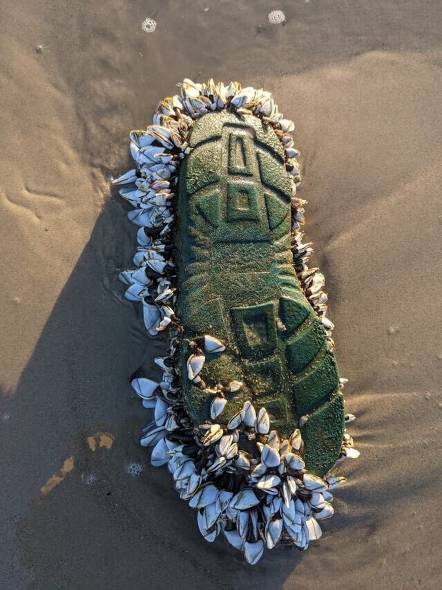 Тапок, выброшенный на берег пляжа