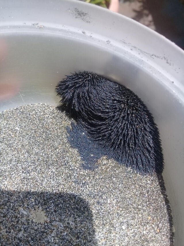 "Магнитный" песок на пляже Эквадора