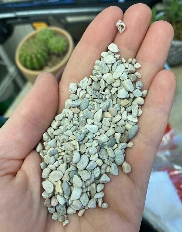 Маленькая ракушка в пачке с декоративными камнями