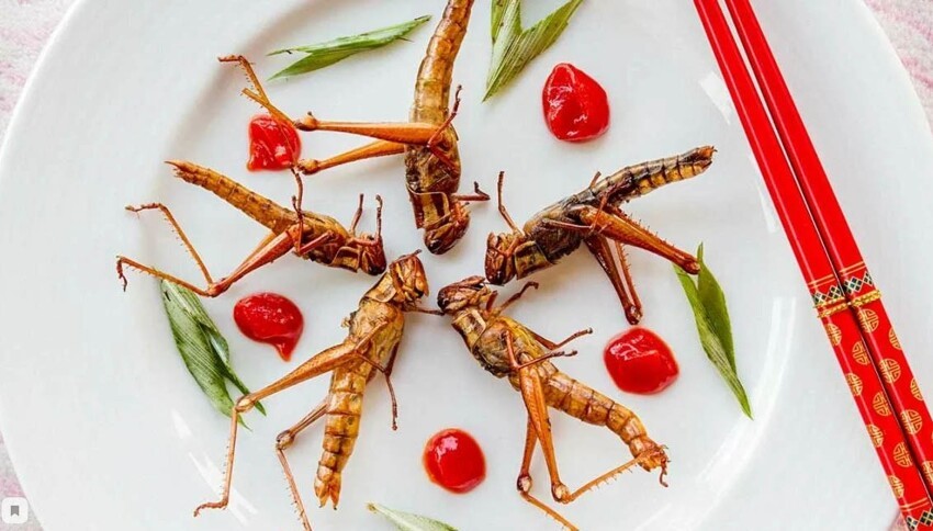 Необычное школьное меню: в Британии решили кормить школьников насекомыми