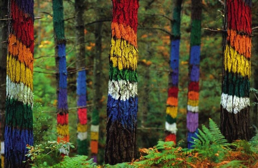 Зачем деревья в лесу Ома раскрасили в разные цвета
