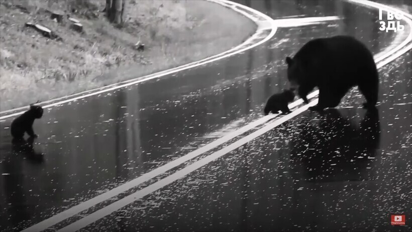 Медведица следит из леса, что малыши творят на дороге