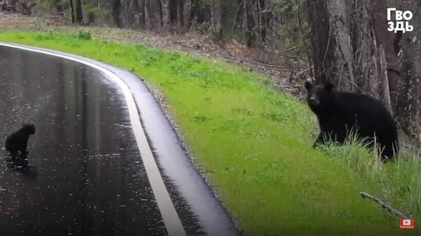Медведица следит из леса, что малыши творят на дороге