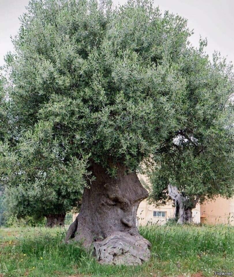 Оливковое дерево, возраст около 2500 лет