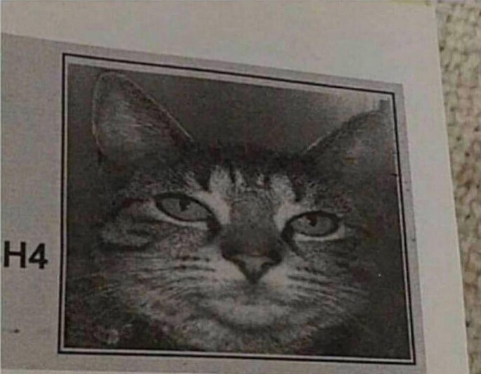 3. "Никогда не забуду, как привёз свою кошку в ветеринарную клинику и её сфотографировали для личной карточки пациента"