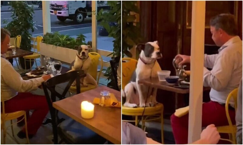 Гости ресторана умилились, увидев собаку и хозяина за ужином