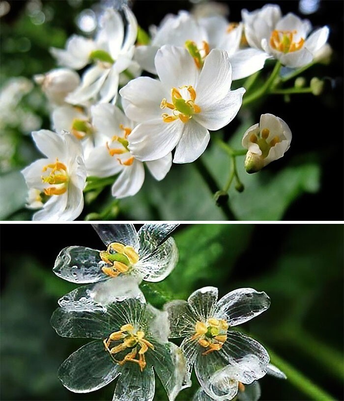 1. Цветок-скелет (двулистник Грея), чьи лепестки становятся полупрозрачными, когда идет дождь