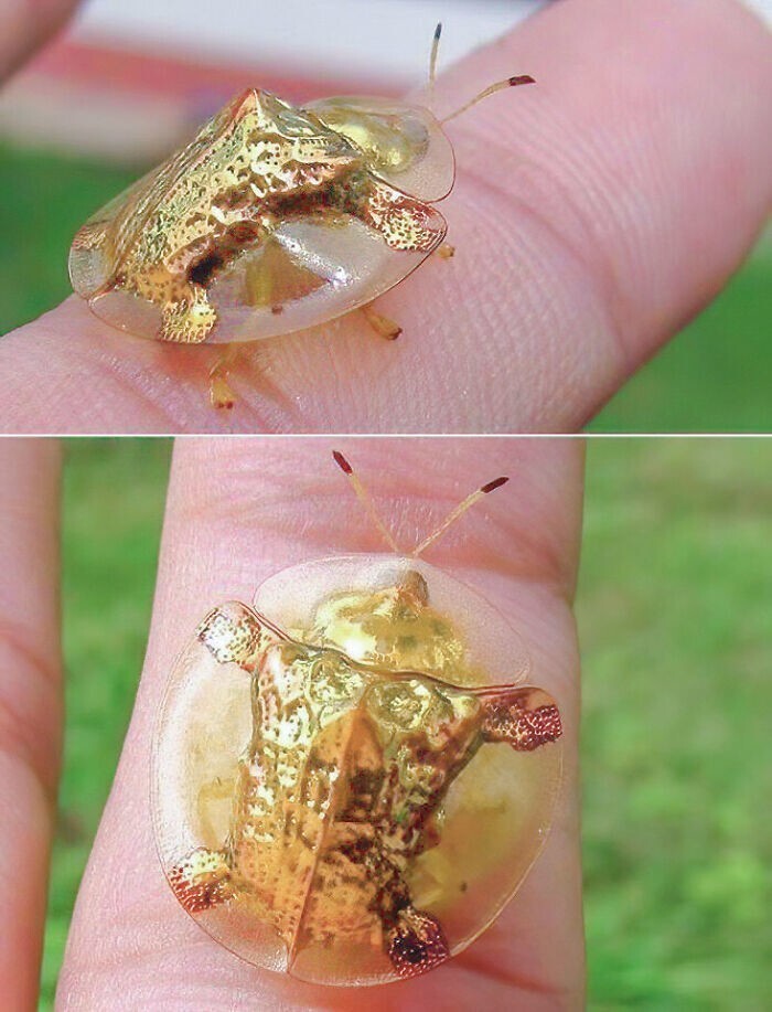 35.Потрясающий золотой жук-черепаха, также известный как Charidotella Sexpunctata. Принадлежит к семейству листоедов, распространен в Америке