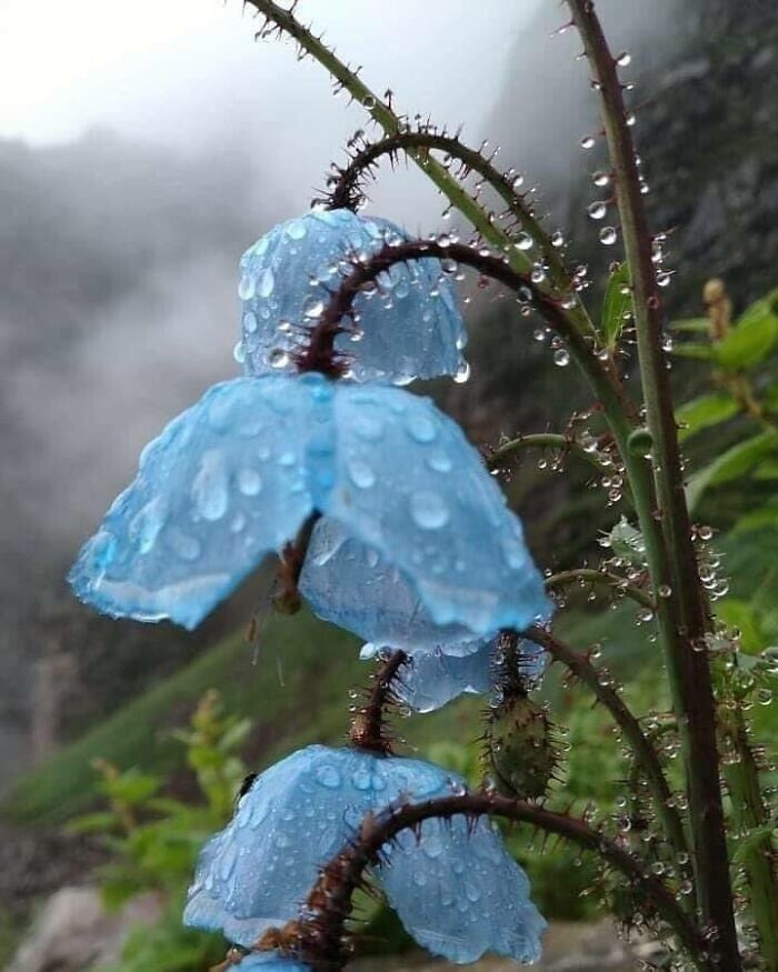36. Чудесный голубой мак под дождем