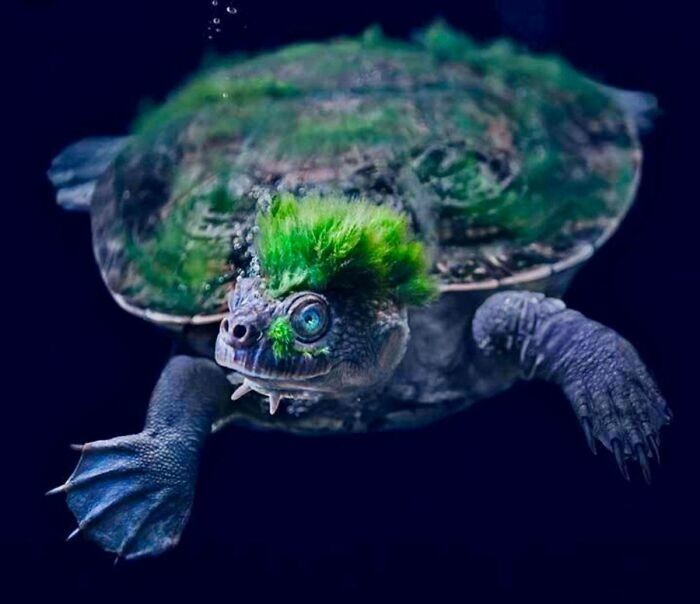10. Водоросли на голове короткошеей черепахи в реке Мэри делают ее похожей на панка с ирокезом