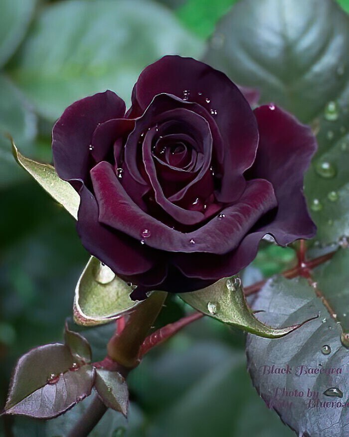 28.Прекрасная черная роза редкого сорта Черная Баккара