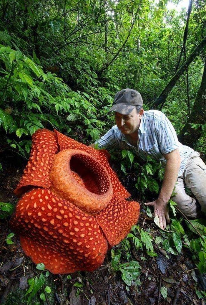 38. Самый большой цветок в мире, Rafflesia Arnoldii. Западная Суматра, Индонезия