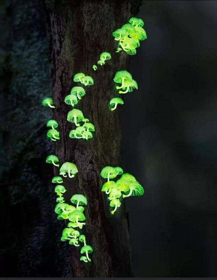 11. Потрясающие лесные светящиеся грибы: входят в число ста видов биолюминесцентных грибов. Обычно они растут в Азии