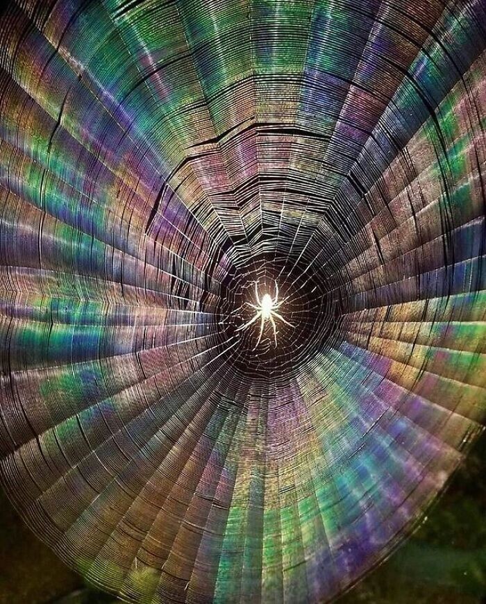 16. Стивен Данн сделал эту невероятную фотографию со вспышкой, которая освещает паука и демонстрирует эффект радуги на его мокрой паутине