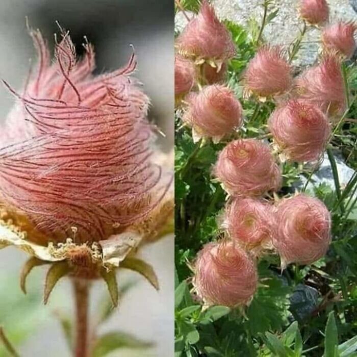 26. Дымчатые цветы прерий (Geum Triflorum). Похожи на сладкую вату!