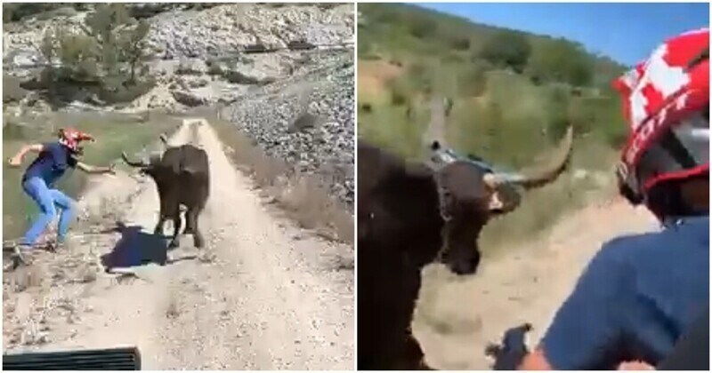 Экстремальный способ остановить убегающего быка
