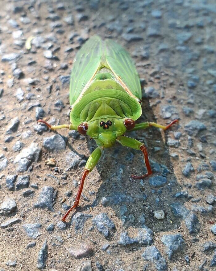 Цикада Cyclochila australasiae