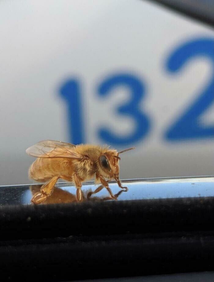 Золотая пчёлка