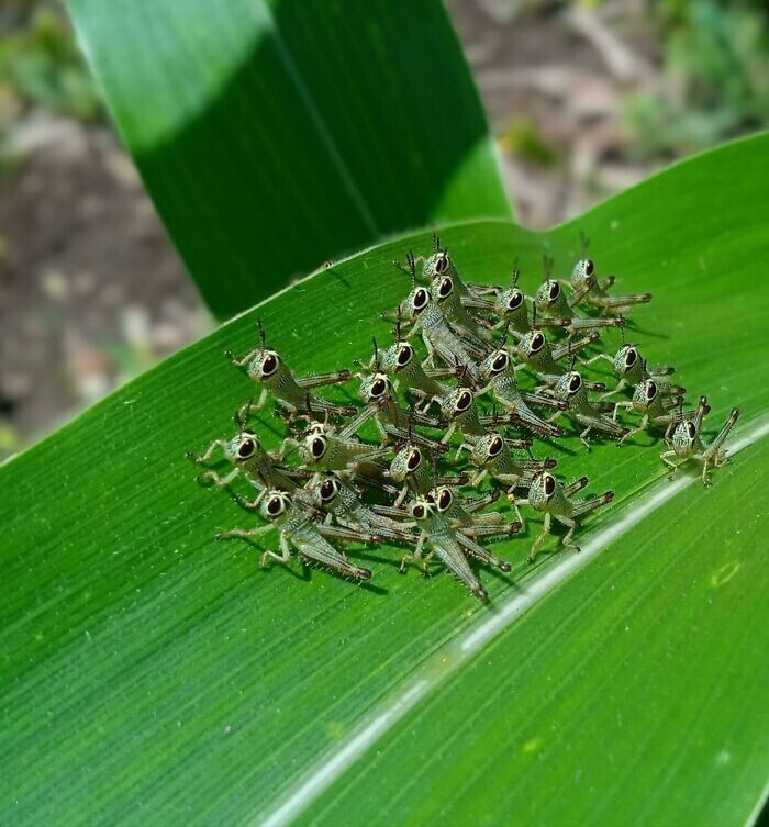 Банда кузнечиков на кукурузном поле
